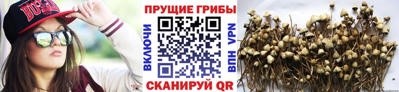 Псилоцибиновые грибы Psilocybe Тара